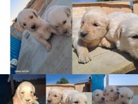 Dişi erkek golden retriever