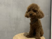 Toy POODLE