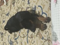 2 aylık Doberman