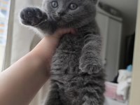45 GÜNLÜK British Shorthair Blue