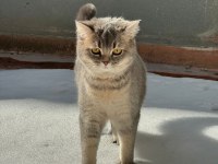 British Shorthair 12 Aylık Kedimiz