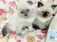 Scottish Fold Yavrular