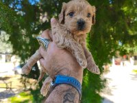 Maltipoo köpeği