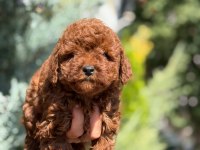Irk Garantili Poodle