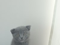 Oyuncu Kedimiz Sahiplendiriyoruz