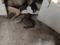 IRK VE SAĞLIK GARANTİLİ SAHİBİNDEN BELGİAN MALİNOİS