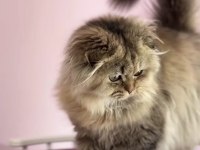 Highland scottish fold