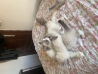 Ragdoll Yavruları
