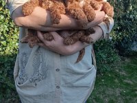 TOY POODLE BEBEK KÖPEKLER
