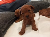 Üst düzey Kore Kan Toy Poodle Yavrularım