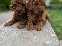 Safkan Toy Poodle