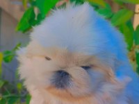 Yavru pekinez köpekler