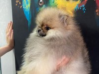 TEACUP DARK RED BROWN KORE KAN POODLE