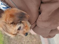 Terrier yavrusu