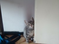 Yavru kedi 7 haftalık