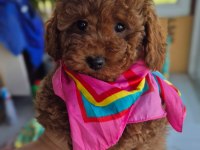 BABYFACE RED BROWN DİŞİ POODLE YAVRUM