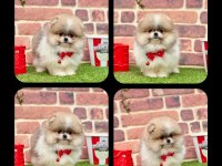 Pomeranian boo 2.5 aylık