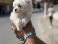 A kalite teacup 2.5 kg garantili erkek maltese yavrumuz