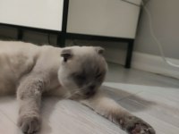 Uysal ve çocuk aşığı exotic shorthair