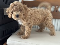 Petmode Köpek Çiftliğinde Ziyarete Açık Maltipoo