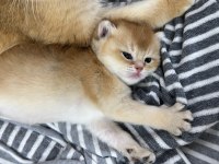 British shorthair ny 12 dişi full şecereli