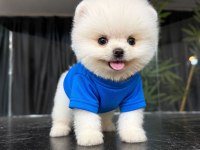 Orjinal Pomeranian Boo