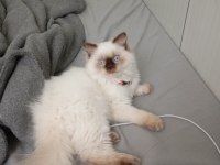 British longhair oğlumuza eş arıyoruz