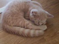 Sahiplendirme scottish fold