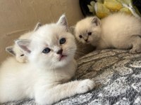 British Shorthair Blue Point Yavrularımız