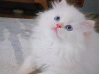 Karlar Kraliçesi Harika Bebek Chinchilla