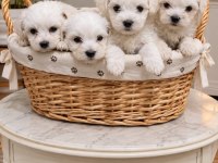 Maltese Terrier Yavrular