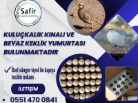 Taze Kuluçkalık Keklik Yumurtası
