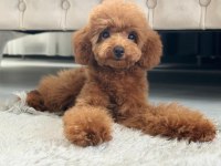 Dişi toy poodle 5 aylık