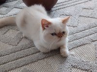 Show kalite ırk garantili exotic shorthair bebeğimiz