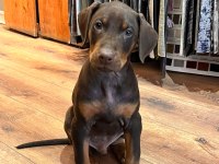 Kızıl doberman