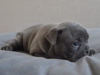 Blue yavrular french bulldog