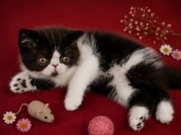 Safkan Exotic Shorthair bebekler