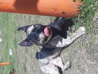 EGZOTİK FRENCH BULLDOG SEVENLER