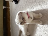 Dişi scottish fold prenses kızımız