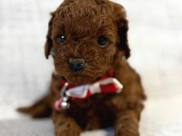 Toy poodle yavrularımız