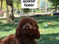 Kore Poodle Eşleşme İlanı