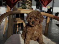 Toy Poodle Yavru