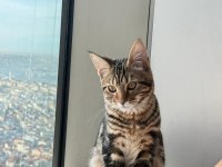 Maine Coon Anne Bengal Baba Melez Kedimiz