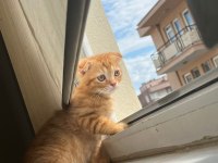 Yakışıklı scottish fold kedimiz