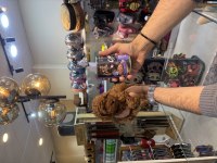 Teacup toy poodle yavrularımız