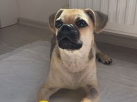 AŞILARI TAM 7 AYLIK PUG YAVRUSU