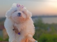 Maltese bebek köpeklerimiz