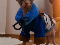 Tüysüz kedi sphynx dişi oyuncu güzel bir kız