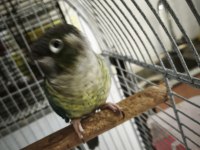 Dna erkek konur papağanı