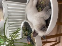 1 yaşında blue point british shorthair
